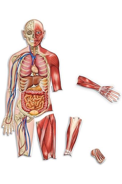 Learning Resources Double-Sided Magnetic Human Body-LER6044