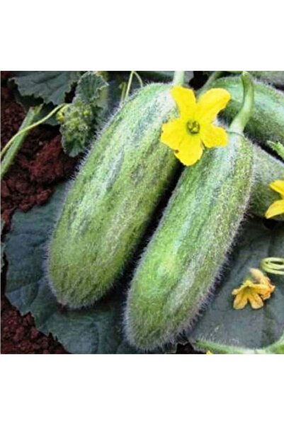 E-fidancim Geleneksel Tohumlar Ata Tohumu Turşuluk Sofralık Karadibek Acur To...