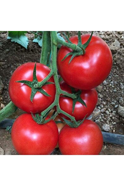 E-fidancim Sırık Etli Salkım Çok Taneli Esra F1 Domates Tohumu (10 tohum)
