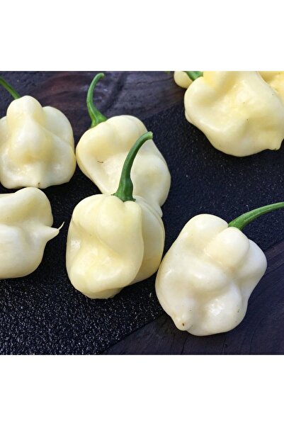 E-fidancim Nadir Ata Tohumları 7 Pot White Acı Biber Tohumu(10 tohum)