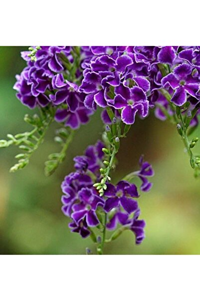 E-fidancim Özel Çeşit Duranta Erecta Ağaç Menekşesi Tohumu (5 tohum)