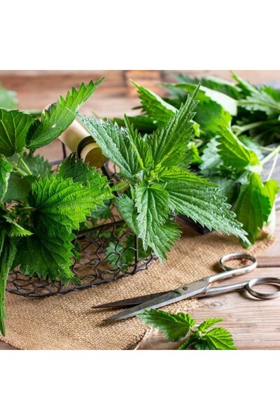 E-fidancim Ata Tohumları Geleneksel Doğal Isırgan Otu Tohumu(50 Tohum)