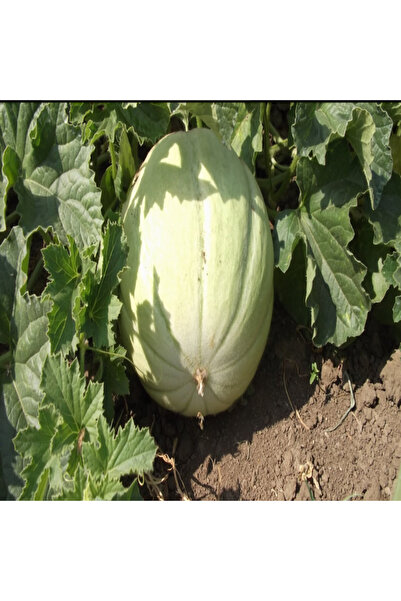 E-fidancim Ata Tohumları Geleneksel Yoğun Kokulu Mühürlü Kavun Tohumu (20tohum)