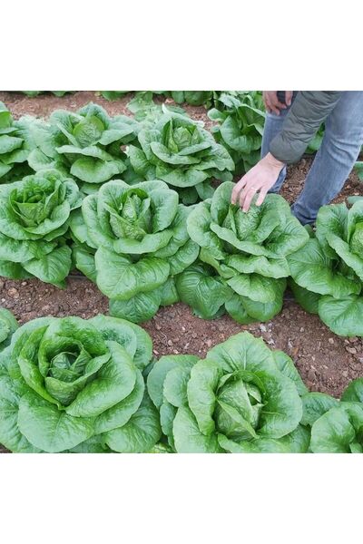 E-fidancim Geleneksel Ata Tohumları Soğuğa Dayanıklı Burkule Marul Tohumu(800...