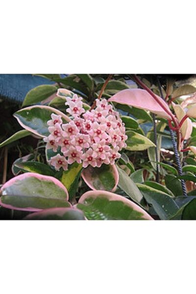 Byaysima Hoya Carnosa ''krimson Queen'' Kokulu Mum Çiçeği Alacalı Pembe Ev Of...