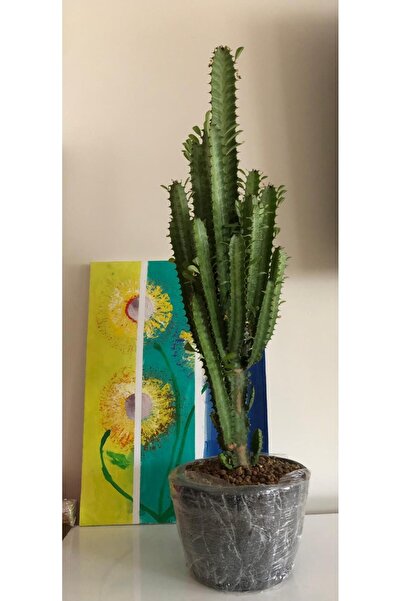 FLOWERLAND Süt Ağacı Euphorbia Trigona (60/80CM) Dekoratif Saksıda