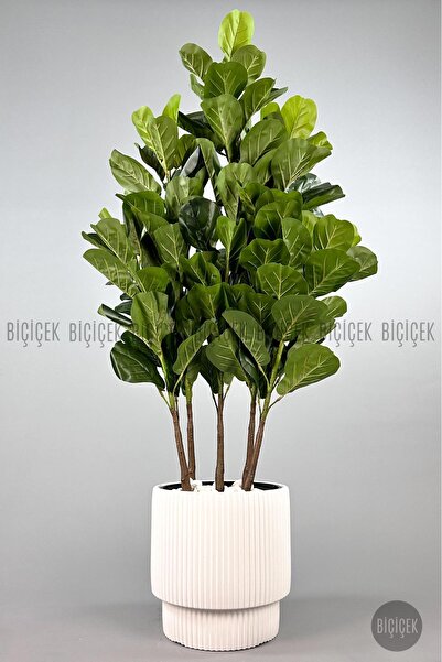 BİÇİÇEK Keman Yapraklı Kauçuk Bitkisi GALA Saksıda Fiddle Lyrata