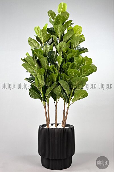 BİÇİÇEK Keman Yapraklı Kauçuk Bitkisi GALA Saksıda Fiddle Lyrata