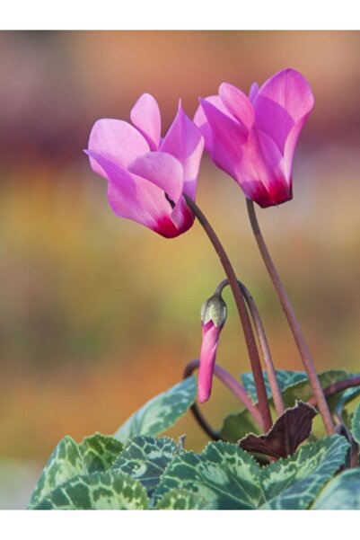 Nutyen 10 Adet Lila Ve Pembe Renkli Sıklamen Çiçeği Soğanı (DOĞAL VE KALİTELİ...