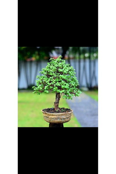 Yades Eskitme saksıda 10 yaş para bonsai