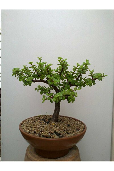 Yades Toprak saksıda para bonsai no 3