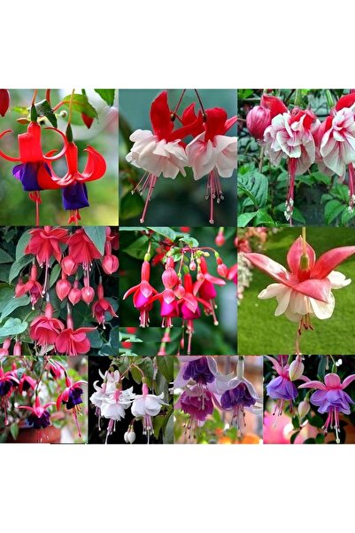 Bilgarden XXL İri Çiçekli (4 Adet) Karışık Renkli Mix Fuschia Küpe Çiçeği Fidesi