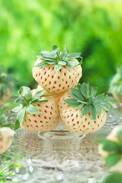 Vasada 2 Adet Beyaz Çilek Fidesi Pineberry 9x7 Cm Renkli Saksıda