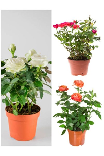 Bitkim Sende Avantajlı Yediveren Kırmızı Beyaz Ve Turuncu Renkli (30 60 CM) S...