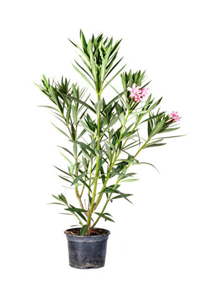 Bitkim Sende Kampanyalı Zakkum Fidanı Pembe 1 Adet Saksılı/tüplü (70-100CM) D...