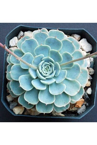 Gardenbox Dev Boy Xxl Echeveria Glauca (AŞKIN GÖZYAŞI) Sukulent Bitki