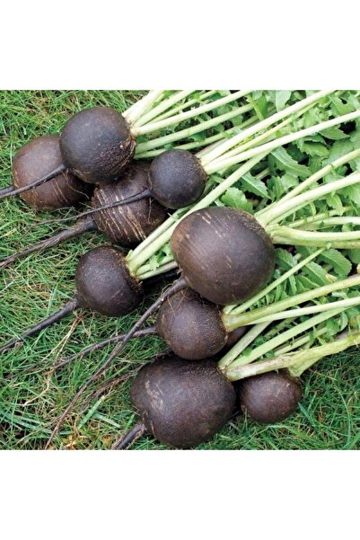 SİYAH TURP TOHUMU 10 GR