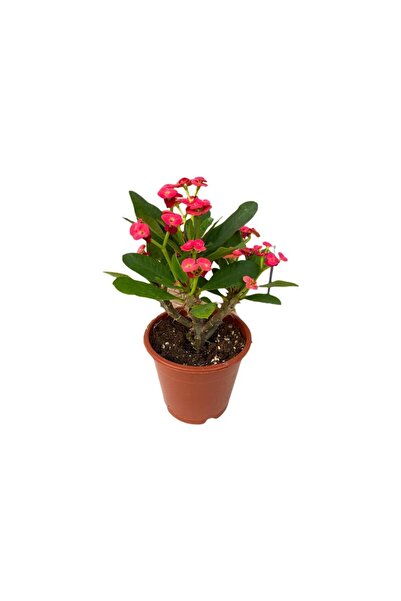 Mimoza Dikenler Tacı Japon Iğnesi Fidanı Kırmızı Euphorbia Milii 10-20 Cm