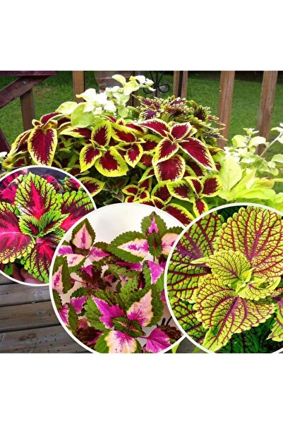 Mimoza Karışık Renk Yaprak Güzeli Çiçeği 1 Adet Kolyos 10-20 cm