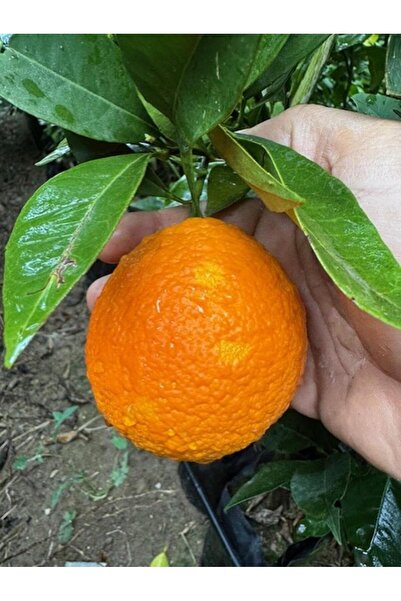 ASES 3 YAŞ YAFA PORTAKAL BOY 150-170 CM