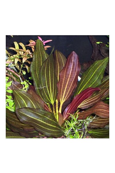 İthâl Bitki Echinodorus Red Rubin Saksı Canlı Bitki