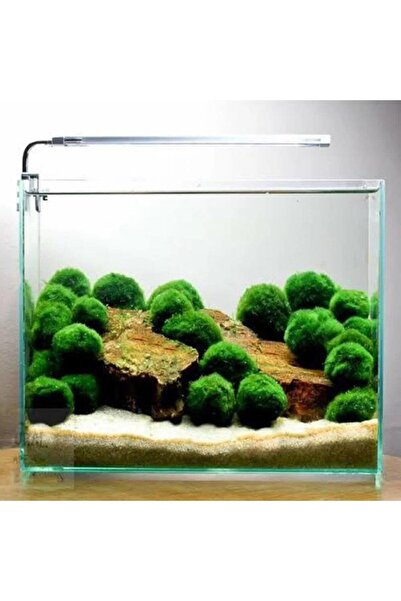 Atakan Plant Marimo Moss Ball 4-6cm Yosun Topu Canlı Bitki 50 Adet