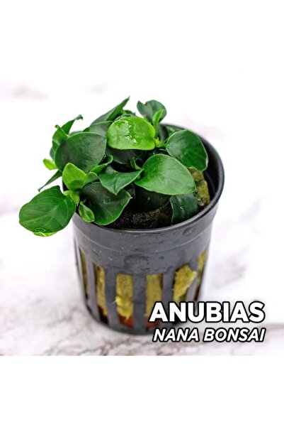 İthâl Bitki Anubias Nana Bonsai Saksı Canlı Bitki