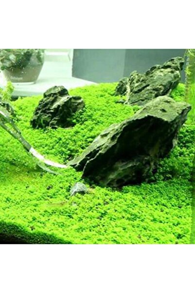 Genel Markalar Hemianthus Callitrichoides Cuba In Vitro Canlı Bitki