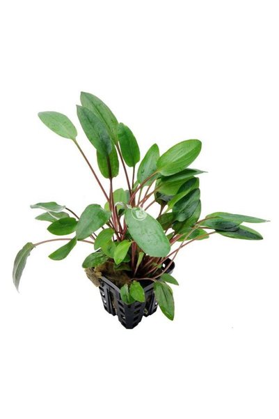 İthâl Bitki Cryptocoryne Willisii Saksı Canlı Bitki