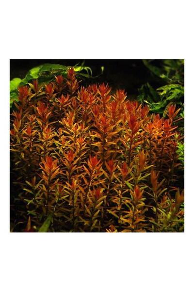 Genel Markalar Rotala Indica Saksı Canlı Bitki