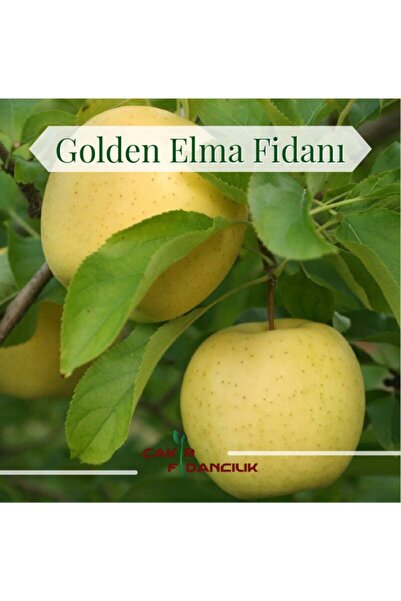 ÇAKIR FİDANCILIK Golden Elma Fidanı
