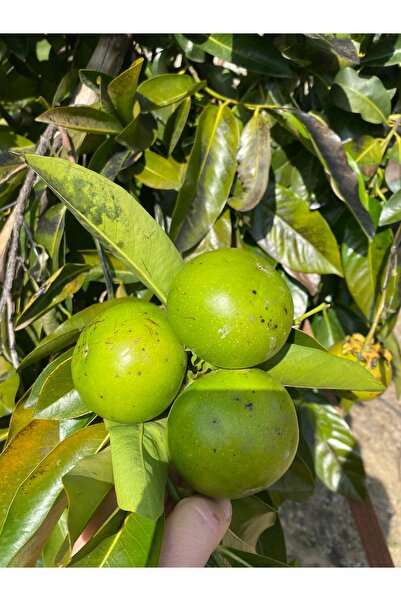 KILINÇ TROPİKAL 1 ADET ÇİKOLATA MEYVESİ