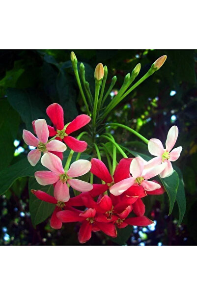 TroyaLab Bindallı Sarmaşığı