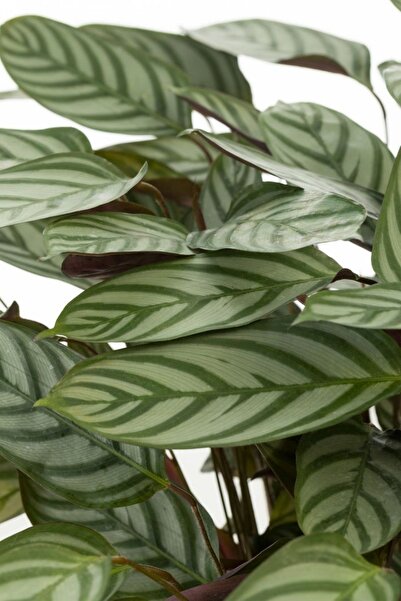 Byaysima Calathea Ctenanthe Setosa  Dua Çiçeği Kalatya Canlı Ev Ofİs Salon Bitkisi 40,50Cm