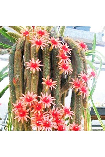 cantropikal Hildewintera Aureispina - Altın Sıçan Kuyruğu - Kaktüs