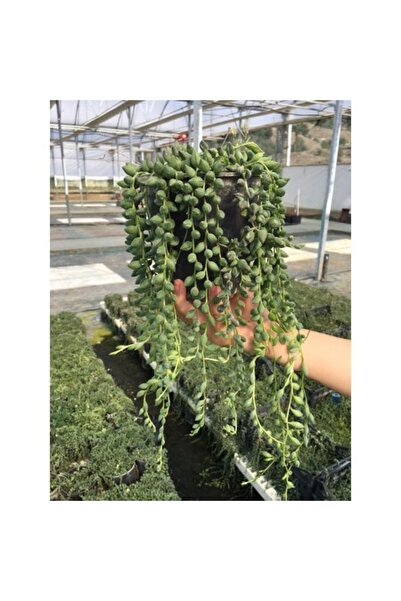 cantropikal Senecio Rowleyanus Sivri Boncuk Çiçeği Tespih Çiçeği Sukulent