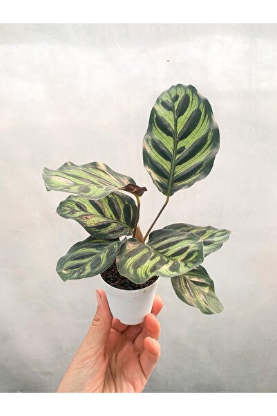 retro çiçekçilik Mini Saksıda Kalatya Calathea Makoyana Bitkisi