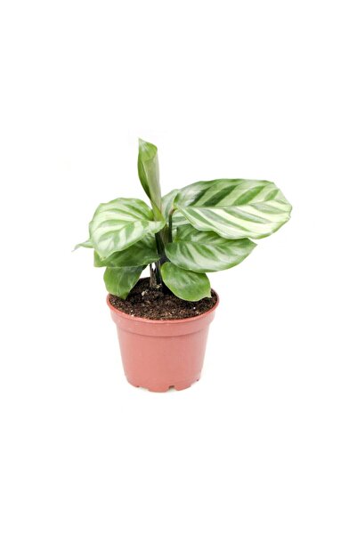 Byaysima Calathea Concinna Freddie - Dua Çiçeği Mini - Ev Ofis Salon Iç Mekan...