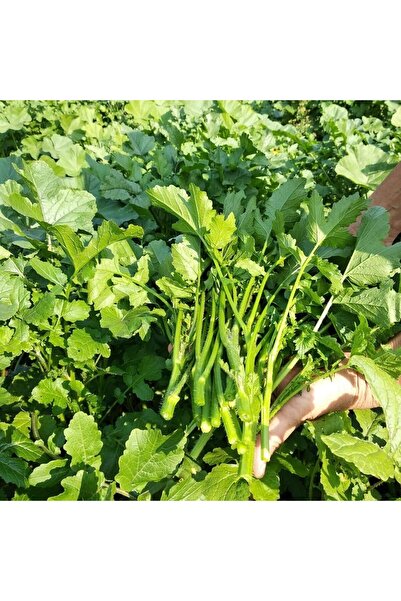 E-fidancim Ata Tohumları Geleneksel Doğal Hardal Otu Tohumu (100 tohum)