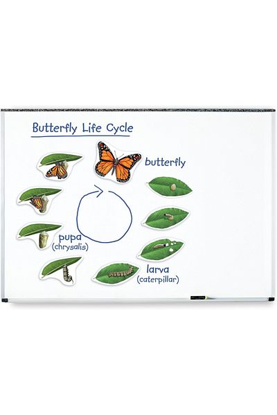 Learning Resources Giant Magnetic Butterfly Life Cycle-LER6043