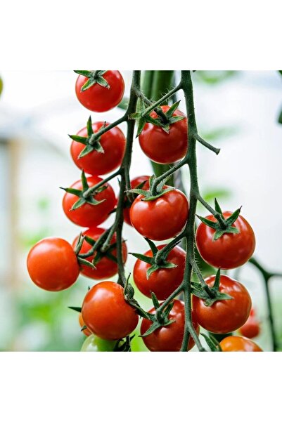 E-fidancim Cherry f1  Sırık Kiraz Domates Tohumu (10 tohum)