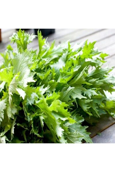 E-fidancim Ata Tohumları Geleneksel Brassica Rapa Japonica Green Mizuna Tohum...