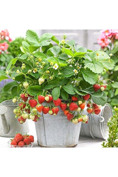 E-fidancim Ata Tohumları Yediveren Çilek Tohumu (100 adet)