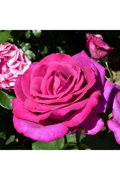 Genel Markalar Big Purple Yoğun Kokulu Gül Fidanı Açık Kök Gül Fidanı Yediveren