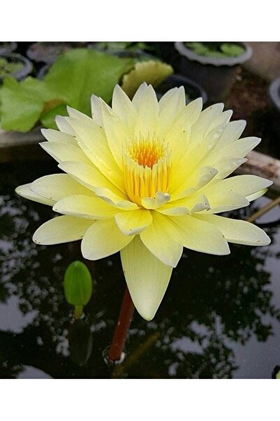 Köy Tohumları 5 Adet Tohum Nadir Sarı Kase Lotus Çiçeği Tohumu Hediye Tohumludur