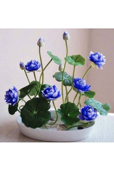 Köy Tohumları 5 Adet Tohum Nadir Bulunan Kutsal Kase Mavi Lotus Çiçeği Tohumu...