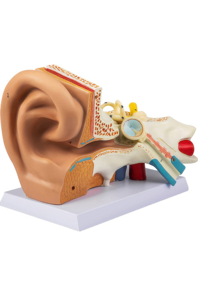 anonim Büyütülmüş Kulak Modeli | İnsan Kulağı Anatomisi ve İşitme Sistemi Eğitim Modeli