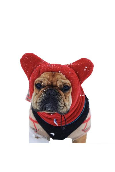 Choice M Red Cute Dog's Fleece Bat Hat Soft Warm Adjustable French Bulldogs Winter Hats Pet Supplies