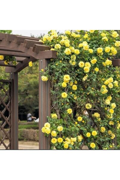 Genel Markalar Tüplü Koleksiyonluk Rosalinda Sarı Yediveren  Sarmaşık Gül Fidanı