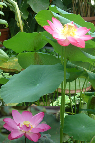 ZENGARDEN EV VE BAHÇE Pembe kutsal lotus tohumu nelumbo nucifera (3 dev tohum)